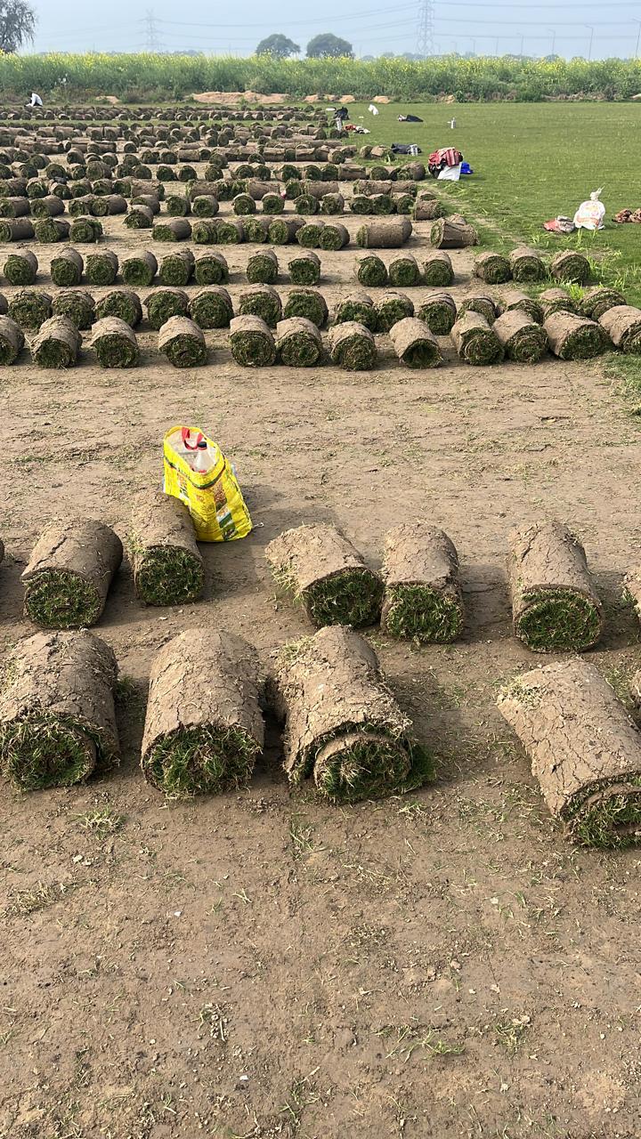 Why Manesar is a Growing Hub for Landscaping