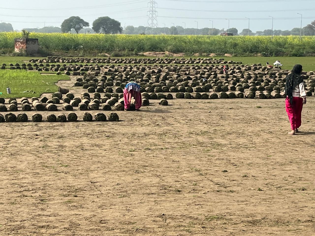 Long-Term Landscape Maintenance Contracts in Manesar